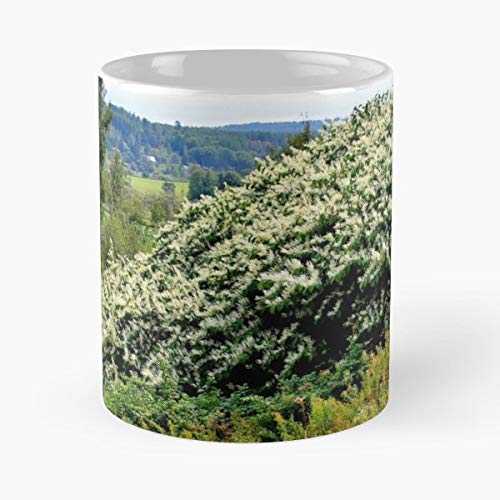 Japanese Knotweed White Wildflowers Of New Brunswick Funny Gifts For Men And Women
