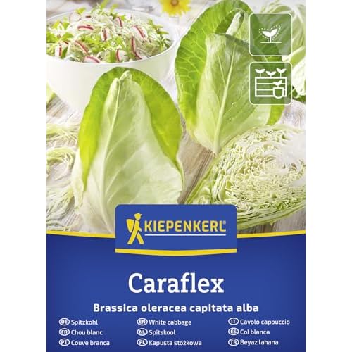 Kiepenkerl Spitzkohlsamen Caraflex F1 50902 – Kleine, Feste Spitzkohlköpfe mit Mild-Süßem Aroma, Ideal für Rohkost & Salate, Feines Gemüse für Beet und Hochbeet, Robust dank Fusarium-Resistenz
