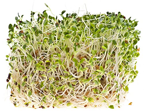 Image of SK ORGANIC Clover Seeds for Microgreens Sprouting and Cultivation (250 GM)
