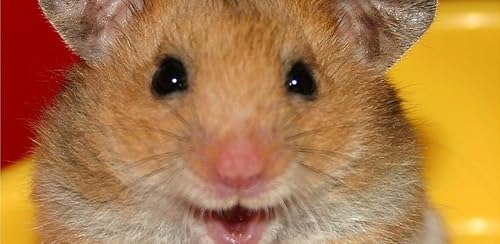 Racionalização Hamster