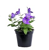 Platycodon Grandiflorus Natural Planta de Exterior Fácil de Mantener