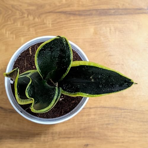 Image of LittleJungle Sansevieria Black Jack - Live Plant with 5.5 Inches White Decor Pot | Indoor Plants For Home | Snake Plant | Air Purifying Plant | Live Plant With Pot For Home Decor |