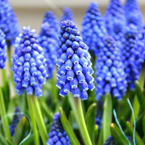 Carbeth Plants 6 x Muscari Bulbs in 9cm Pots - Garden Ready Blue Grape Hyacinth Potted Flowering Bulb Plants - Ideal for Outdoors & Indoors Growing for Instant Colour Through Winter & Spring Months