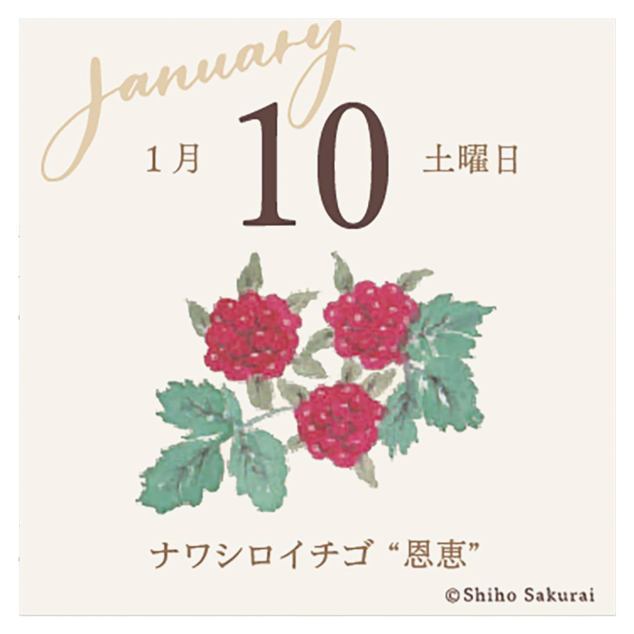 Amazon.co.jp: 2026 Calendar Miniature Flip/365 Days Flower Words
