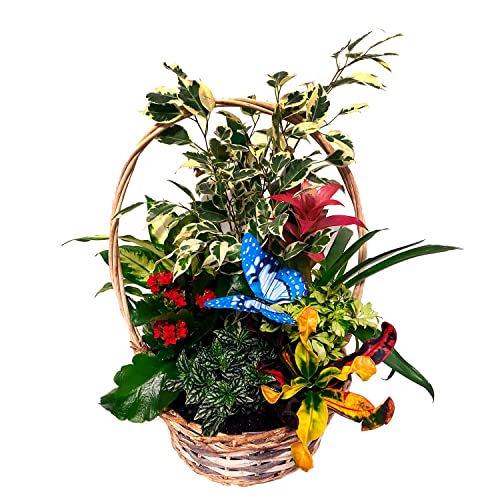 Cesta 7 Plantas Naturales de Interior - Palmera Chamaedorea Elegans + Kalanchoe + Ficus Sunny + Peperomia Obtusifolia - Ideal para el Hogar y la Oficina - San Valentin - Mujer Regalo dia De la Madre