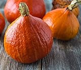 David's Garden Seeds Squash Winter Red Kuri 4143 (Red) 25 Non-GMO, Heirloom Seeds