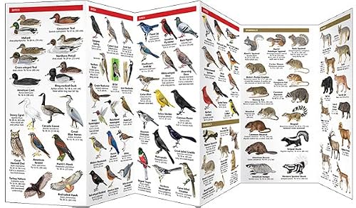 Arizona Wildlife (Nature Observation North America)