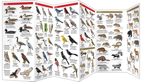 Arizona Wildlife: A Folding Pocket Guide to Familiar Animals (Nature Observation North America) - Image 3