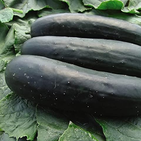 Thompson & Morgan 'Jogger' F1 Hybrid Cucumber Seeds Cover