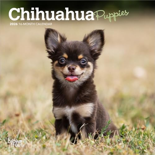 Chihuahua Puppies | 2026 7 x 14 Inch (Hanging) Monthly Mini Wall Calendar | BrownTrout | Animals Small Dog Breeds Puppy