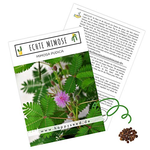 Echte Mimose Samen (Mimosa Pudica) mit hoher Keimrate - Pflanzen Samen für vielblütige & bewegungsfrohe Mimosen
