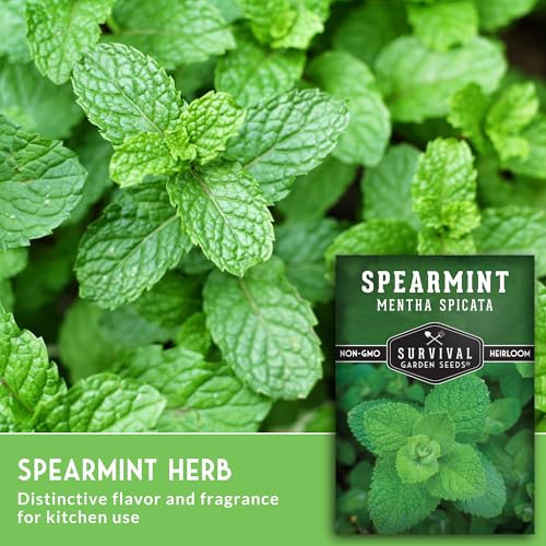 Spearmint Seeds for Planting – Non-GMO Heirloom Mint for Indoor or Outdoor Herb Gardens, Fresh Spearmint for Tea & Cooking (Mentha spicata) - Survival Garden Seeds (1 Pack) - Image 3