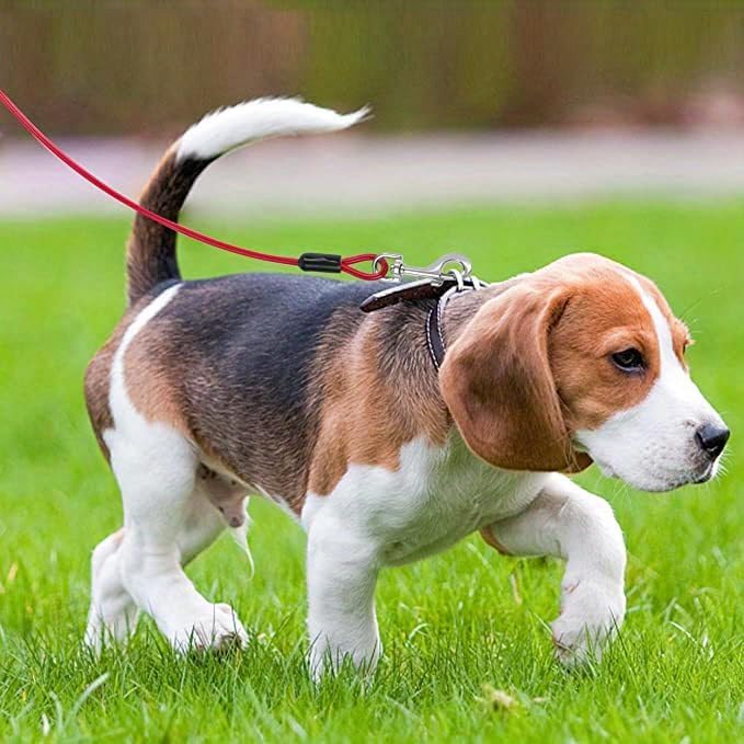 Steel Wire Dog Leash 1 PCS Small Dog Training Lead Red or Black 1m 4mm Thickness (Black) — view 6