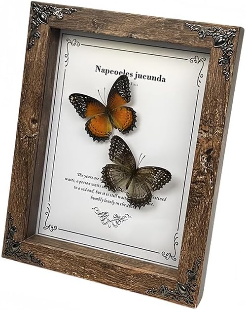 Real Butterfly Framed - Hanging wood grain photo frame, Taxidermy Animals for Oddities and Curiosities Gifts (cethosia biblis+White saw butterfly - Wood Grain Photo Frame)