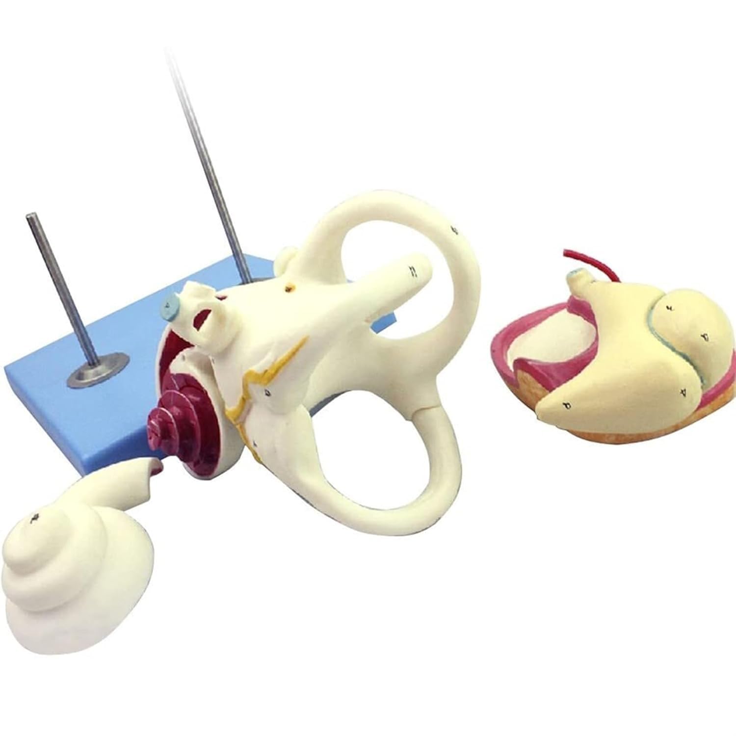 Model Cochlea do anatomii ucha wewnętrznego człowieka – szczegółowa struktura błony bębenkowej, kości kostnej i ślimaka do badań medycznych i celów edukacyjnych