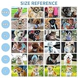 AIITLE Hundegeschirr und Leine Set, No Pull Schritt in Welpengeschirr mit Super atmungsaktivem Mesh, einstellbare reflektierende Welpen Essentials für die Ausbildung für kleine Hunde, Katzen Blau XS
