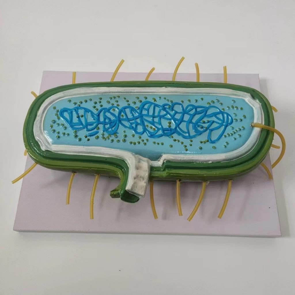 Modelo Bacteriano de Citoplasmática: Modelo Ampliado para Profesores.