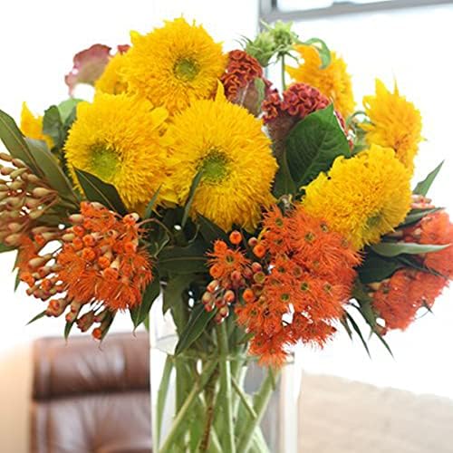 Welldales 30 UK Dwarf Teddy Bear Sunflower Seeds to Grow & Plant Yellow Flowers Pots & Garden