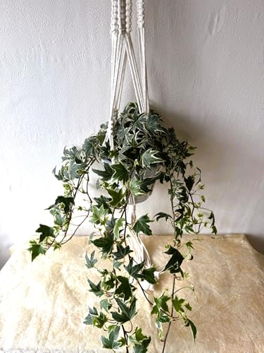 ハンギンググリーン ヘデラ アイビー「品種おまかせ」吊り紐付き 1個セット 観葉植物 hedera ivy 苗 園芸 インテリア リビング 吊り鉢 (1)