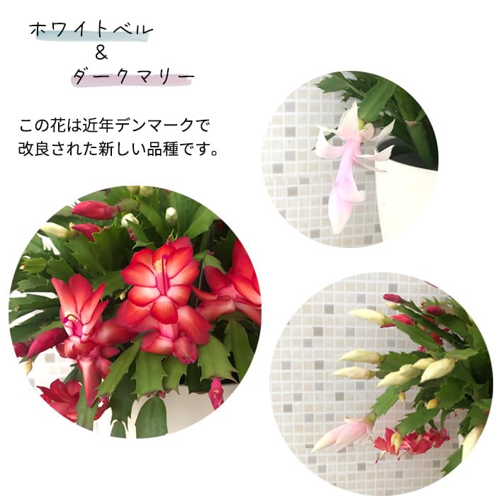 Amazon.co.jp: デンマークカクタス 紅白 コウハク 6号鉢