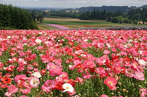 Shirley Single Mix Poppy Flower Seeds For Planting, 3000+ Flower Seeds Per Packet, (Isla's Garden Seeds), Non Gmo & Heirloom Seeds, Scientific Name: Papaver Rhoeas, Great Home Garden Gift #TOP1