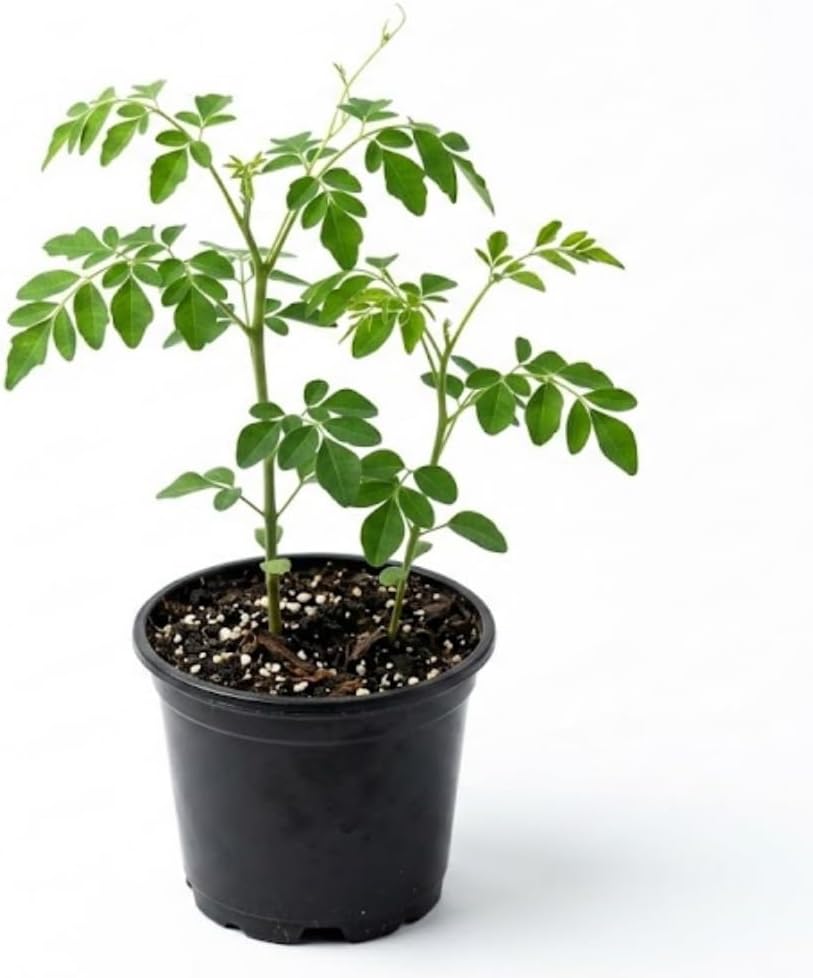 Moringa Tree Plant Live in 4 Inch Pot, Moringa Oleifera Drumstick Tree, Malunggay Trees Live Plants for Planting, 2 Plants per Pot