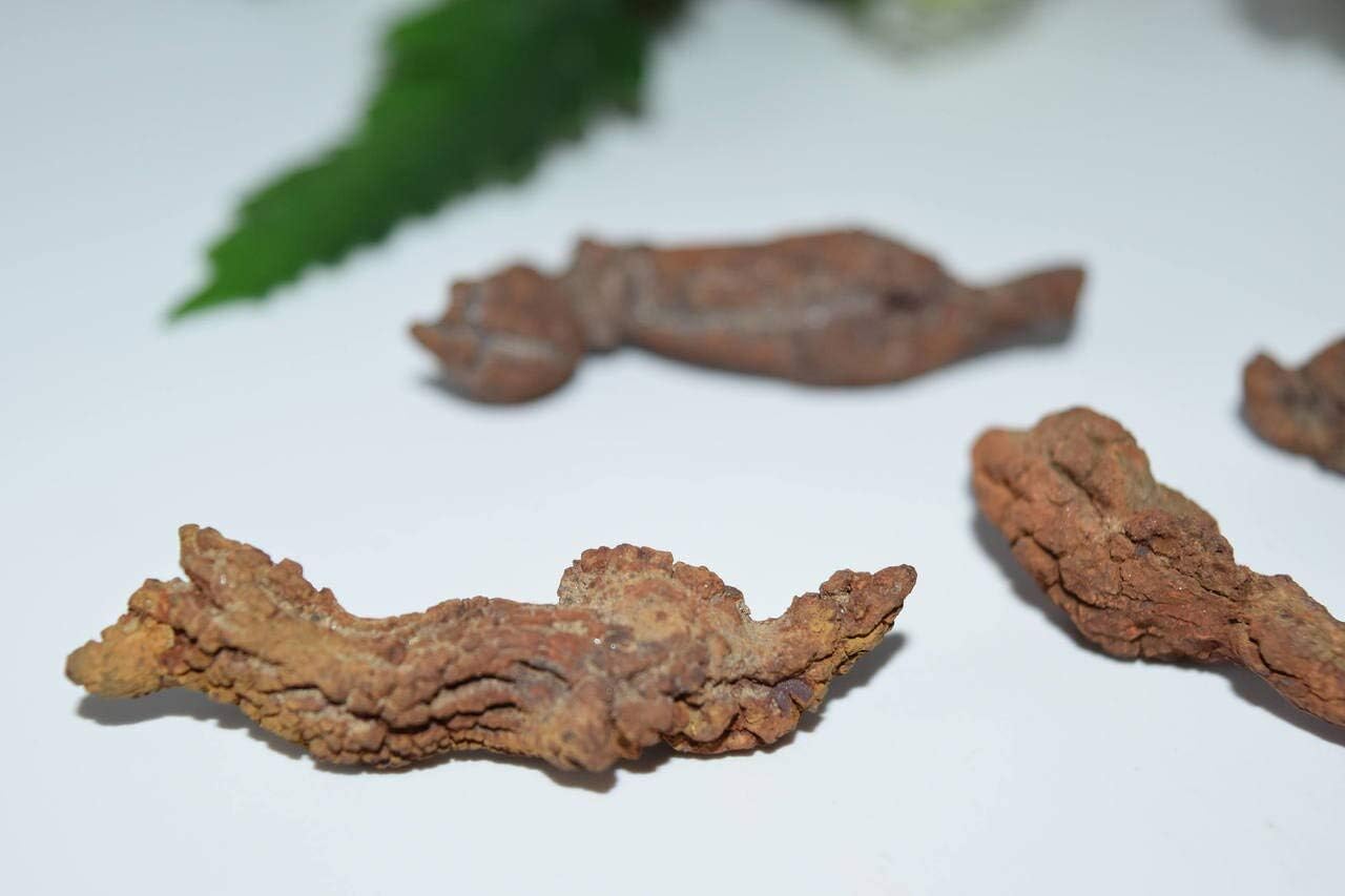 Nature's Enlightenment Fossilized Dinosaur Poop- Coprolite -