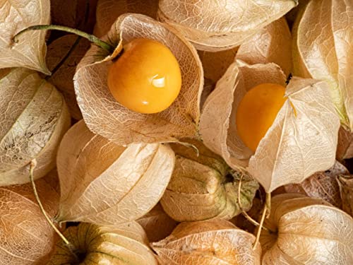 Gaea's Blessing Seeds - Tomatillo Seeds - Non-Gmo Heirloom Seeds With Easy To Follow Planting Instructions - Open-Pollinated And Untreated (Cape Gooseberry) #TOP2