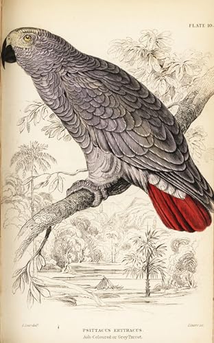 WYKUJMYTO Portrait Tableaux Imprimer Affiche Affiches Impression Perroquet gris du Congo par William Home Lizars Vintage Impressions sur Toile Décorations Pour la Maison 60x90cm