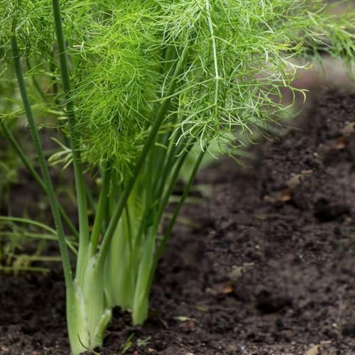 Sweet Fennel Seeds, (25 Seeds) Sweet Fennel Also Called Common Fennel can be Grown for its Leaves, Stems, Flowers, Seeds. Sweet Fennel is Grown as an herb. Seeds to Grow in Your Home Garden.