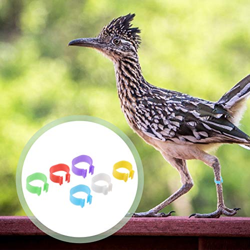POPETPOP Bandas Anel de Pássaro Pé de Galinha Frango Perna Bandas de Identificação Etiquetas Numerad