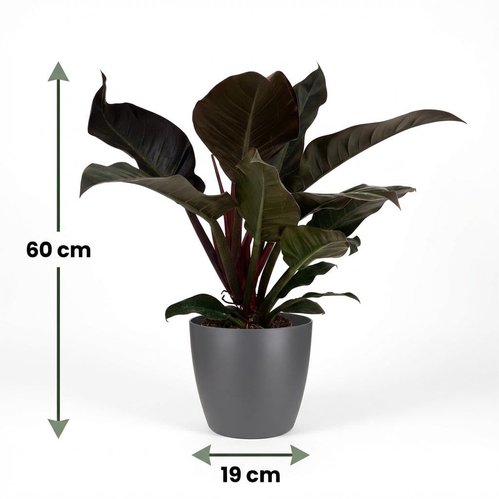Philodendron Imperial Red Drzewo przyjaciel drzewa, 60 cm, roślina pokojowa z czerwonymi liśćmi w kolorze szarym, Ø 19 cm, błyszczące liście, kompaktowy wzrost, łatwa w pielęgnacji, poprawia powietrze