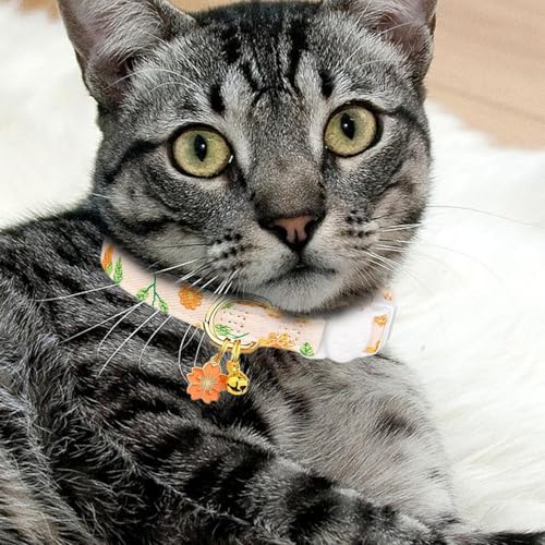 Collier de chat de boucle de sécurité pour les aventures en plein air