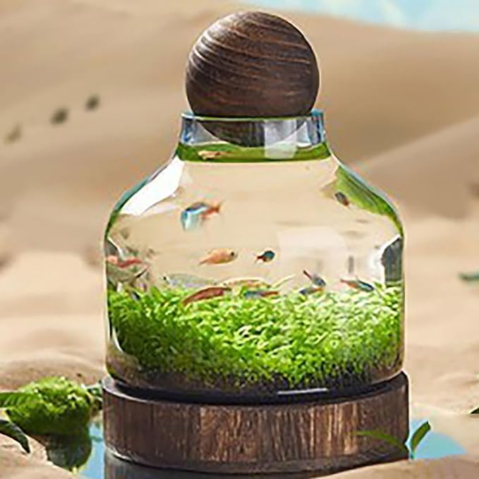 Szklany akwarium, samobiegowe, ekologiczne terrarium z drewnianą podstawą, dekoracyjny ornament na biurko do domu i biura