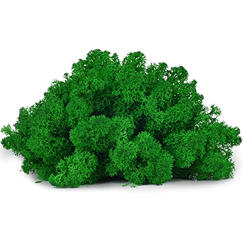 Moss For Potted Plants, Terrarium Moss. Reindeer Moss, Moss For Fairy Garden, Preserved Moss, Moss For Crafts, Green Moss For Planters, Diy Projects & Ideas (Nature Green,3Oz) #TOP1