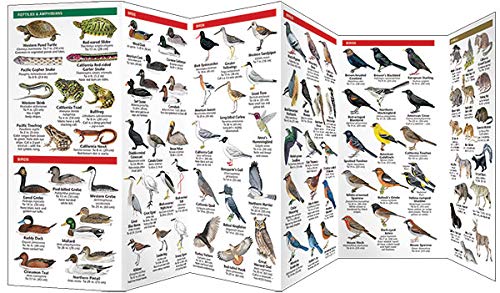 San Francisco & the Bay Area, Nature of: A Folding Pocket Guide to Familiar Plants & Animals (Nature Observation North America) - Image 3