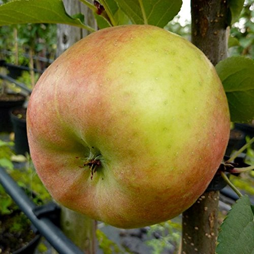 Apfelbaum Topaz (S) Winterapfel schorfresistent Busch ca. 110-140 cm schwachwachsende Unterlage: M26