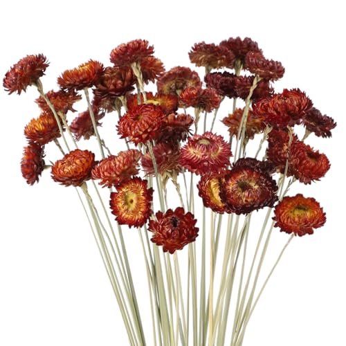 40 Piezas Flores Secas Rojas Naturales para Decoración miniatura 1