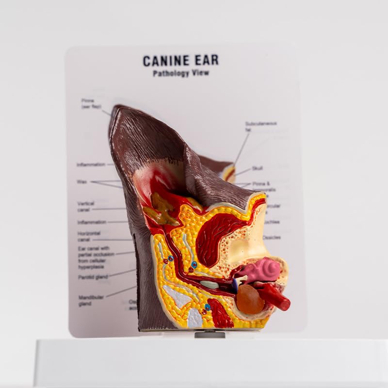 Medical Science Dog Ear Pathology Model Canine Ear Anatomical Model