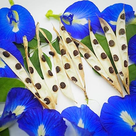 See full amazon price history chart for PGD Blue Shankupushpam/Aparajitha/Sangu Poo/Clitoria ternatae/Butterfly Pea Flower Seeds for Gardening Pack of 50 Seeds (Pack of 50) PGD Blue Shankupushpam/Aparajitha/Sangu Poo/Clitoria ternatae/Butterfly Pea Flower Seeds for Gardening Pack of 50 Seeds (Pack of 50) (B09Q2CWMDH) Amazon Price History, Amazon Price Tracker