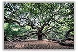 Angel Oak Tree/Charleston SC/CANVAS or METAL/Ready-to-Hang Fine Art Photo/Color Nature...