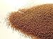 Chicory Extract 4:1 Herbal Extract Powder 4 grams