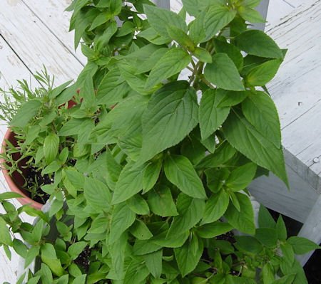 Clovers Garden Pineapple Sage Herb Plants- Two (2) Live Plants - Non-GMO - Not Seeds -Each 4"-8" Tall- in 4 Inch Pots, Pollinator Favorite, Gorgeous Red Blossoms - Thumbnail 3