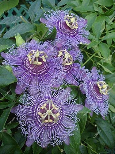 HONIC 100 pcs Passion Passiflora plants flower bonsai plant Rare flower Pot Ornamental Plants for home garden courtyard 2