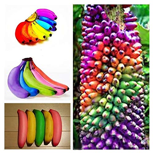 Synsepalum Dulcificum Seeds,Catkoo 20 Pcs Rare Miracle Fruit Synsepalum Dulcificum Seeds Garden Outdoor Plants