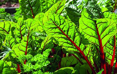 30 Semillas de Bette Cardo Ruibarbo Rojo - Verduras Huertas - Semillas Campesinas Reproducibles - SemiSauvage
