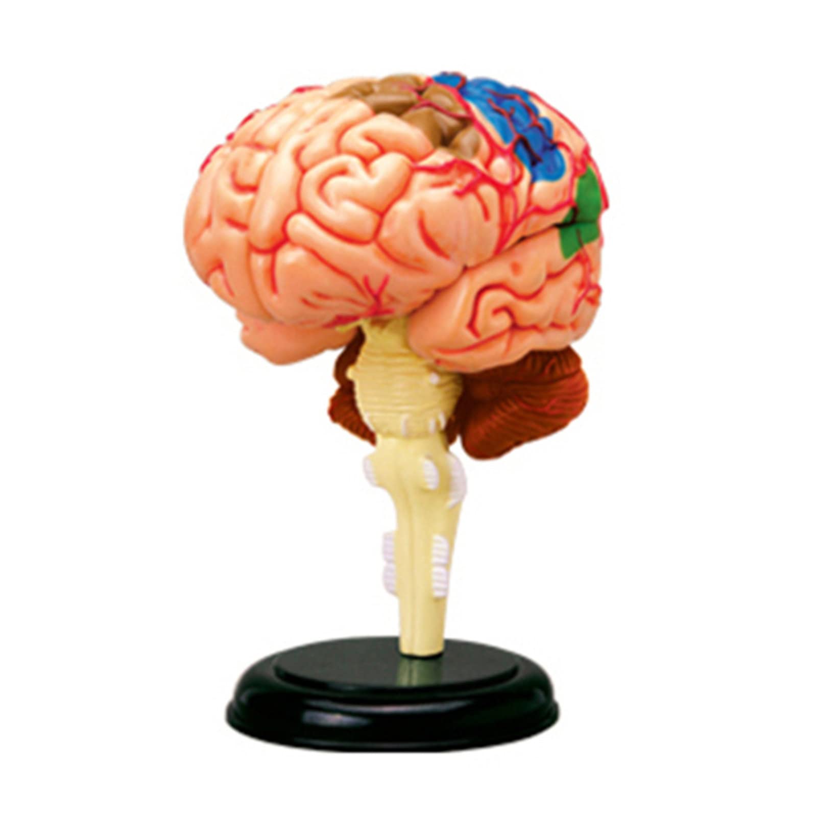 Modello anatomico del Cervello Umano, Modello di Organo Medico, Modello di visualizzazione del Cervello decomposto, Modello per l'insegnamento in Classe di scienze Natura