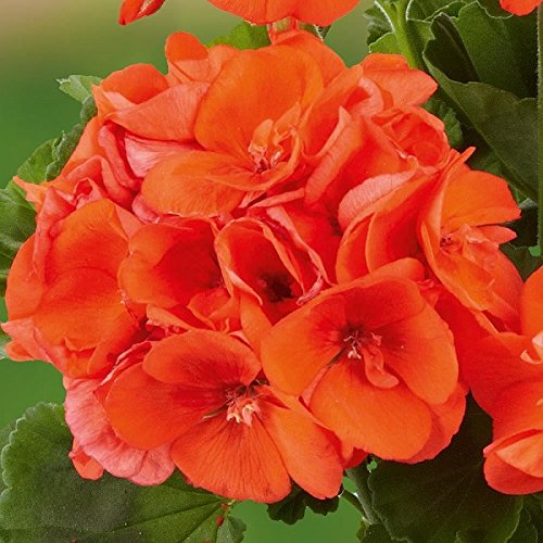 Geranium Zonal Grandeurยฎ 'Classic Orange' Plug Plants New Pack x6