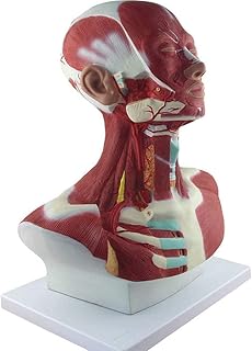 Anatomy Model Muscles, Head and Neck Musculature, Anatomical Model of Head and Neck Muscles, Shows The Muscles of The Head, Neck and Upper Chest in Detail Medical Teaching Tool