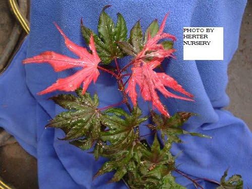 Purple Ghost Rare Japanese Maple - 1 Year Graft